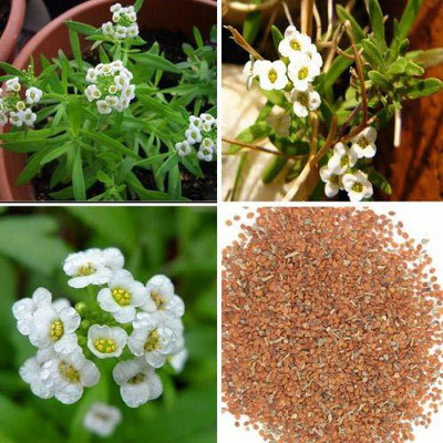 CYBEXIS Alyssum Royal Carpet Seed(50 per packet)