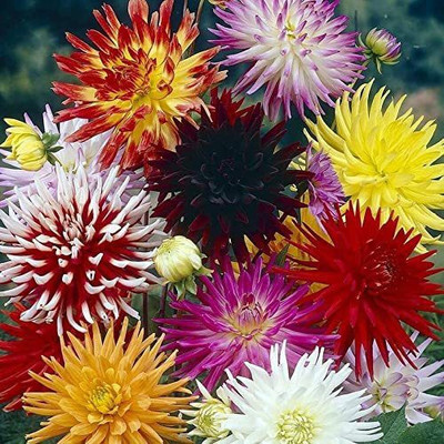CYBEXIS dahlia seeds Seed(1 g)