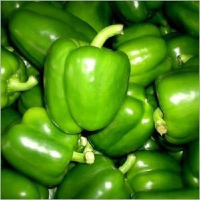CYBEXIS PUAS-9 - Green Capsicum Vegetable - (1350 Seeds) Seed(1350 per packet)