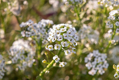 Aywal Alyssum Red Flower Seed(50 per packet)