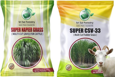 SRI SAI FORESTRY Super Napier and CSV33 MF Sorgum Grass Seeds Combo, Multicut Grass Seed(800 per packet)
