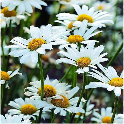 VibeX XLR-74 - White Breeze Shasta Daisy - (60 Seeds) Seed(60 per packet)
