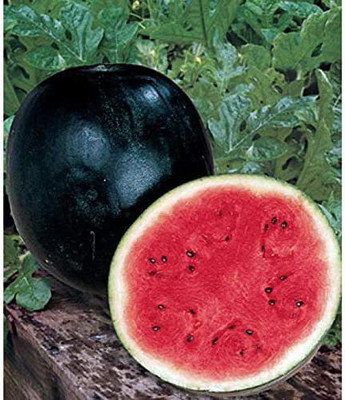CYBEXIS VXI-2 - Watermelon Alibaba Giant Mix - (150 Seeds) Seed(150 per packet)