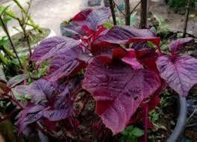BDSresolve Hybrid Spinach Seeds pack of 1330 Seed(1330 per packet)