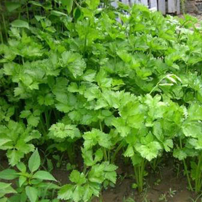 CYBEXIS Lovage Herb Seeds2800 Seeds Seed(2800 per packet)