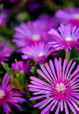 KANAYA Ice Mix Colors Seeds F1 Hybrid Seeds For Home Gardening Seed(55 per packet)