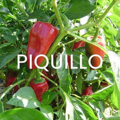 Biosnyg Organic Pimiento Piquillo Hot Chilli Seeds For Gardening-(2000 Seeds) Seed(2000 per packet)