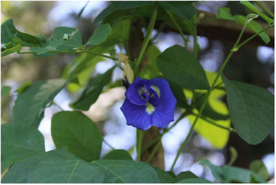 VibeX ® VXI-378 Rare Blue Butterfly Pea Seed(50 per packet)