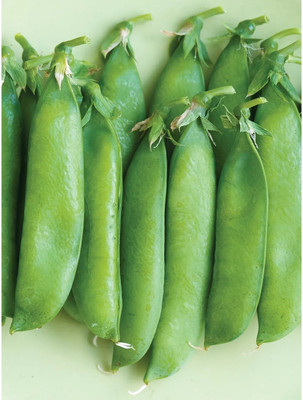 Quentova Peas Matar Super Sweet-AJ-11Y Seed(100 per packet)