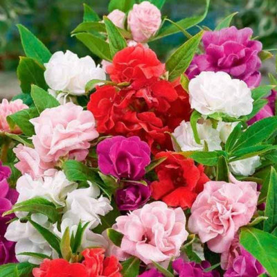 CYBEXIS PUAS-94 - Balsam Double Mixed - (270 Seeds) Seed(270 per packet)