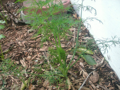 Quentova Superdukat Dill/Soya Herb seeds-RJ-5N Seed(200 per packet)