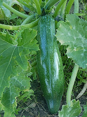Qualtivate GBPT-7A Summer squash - Chappan Kaddu Seeds Seed(30 per packet)