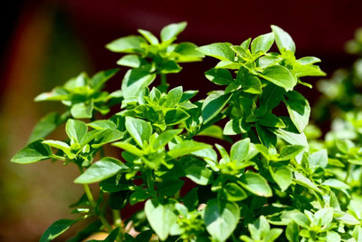 VibeX ® VXI-72 Spicy Globe Basil (ocimum basilicum Minimum) Seed(1000 per packet)
