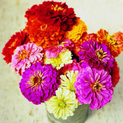 UGRA Zinnia F1 Tall Mixed Seed(15 per packet)