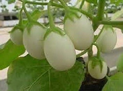 Qualtivate GBPT-9A Excellent italian Small white Eggplant Brinjal Seed(300 per packet)