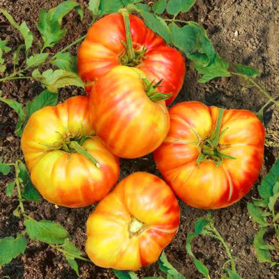 CYBEXIS Mr Stripey Tomatose2000 Seeds Seed(2000 per packet)