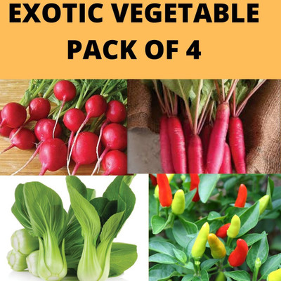 Finiox PAK CHOI,ORNAMENTAL CHILLY,RED ROUND RADISH,RED RADSIH Seed(20 g)
