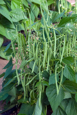 PETALFLEUR Bean seed Seed(50 per packet)