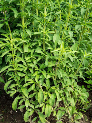 GEZ HERB | STEVIA | Organic Herb Seed(50 per packet)