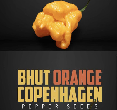 KNESSiN Non GMO Bhut Orange Copenhagen Pepper Seeds for Terrace Gardening-(1200 Seeds) Seed(1200 per packet)