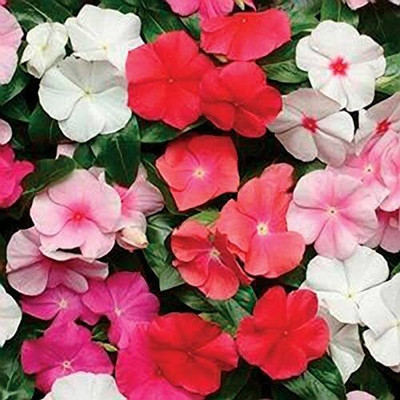 Lorvox Vinca flower all colours Seed(70 per packet)