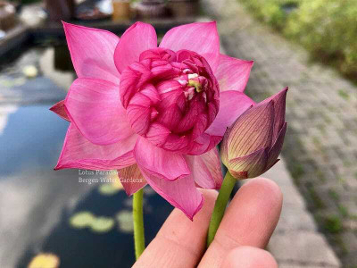 DEYS AGRO ™ lotus flower seeds Easy to Grow Seed(14 per packet)