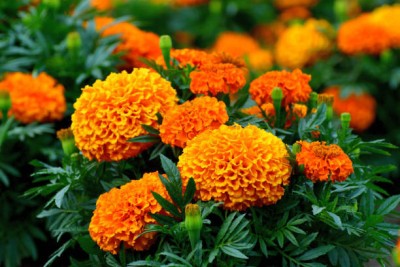 Greenery marigold/gende ka phool flower seeds Seed(50 per packet)