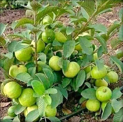 isarkars ™️Hybrid Guava (Amrood) Fruit Seed(80 per packet)