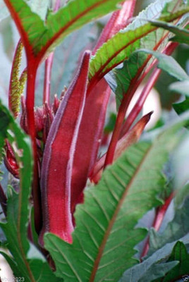 CYBEXIS VVI-72 - Spineless RED-OKRA - (1350 Seeds) Seed(1350 per packet)