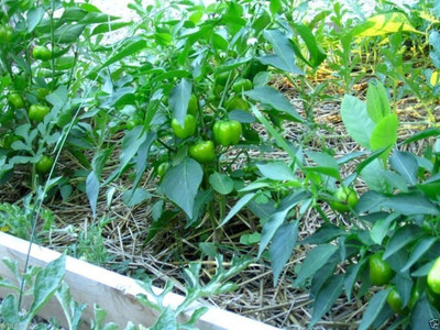 KNESSiN Mini Chocolate Capsicum Seeds-[600mg] Seed(100 per packet)