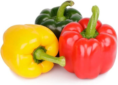 KNESSiN F1 Hybrid Giant Ozark Capsicum Seeds for Terrace Gardening-(100 Seeds) Seed(100 per packet)