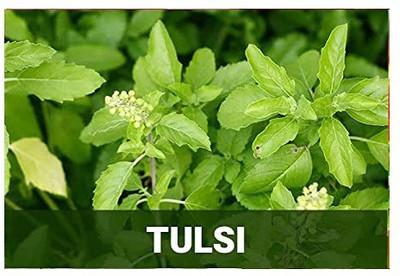 CYBEXIS Tulsi-50 Seeds Seed(50 per packet)