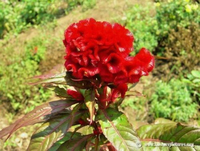 Avysa Celosia Cristata Cockscomb Seed(30 per packet)