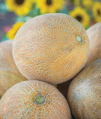 Qualtivate ICRA-8A Ambrosia Cantaloupe Musk Melon Seeds Seed(200 per packet)