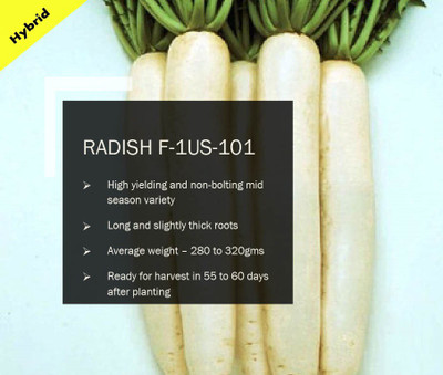 CYBEXIS RADISH F-1 PUAS-101 SEEDS(1000 Seeds) Seed(1000 per packet)