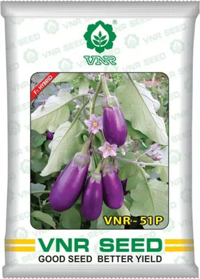 the green dotcom vnr 51-P hybrid brinjal Seed (10 g) Seed(55 per packet)