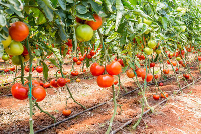 TORPPEZA tomato Seed(135 per packet)