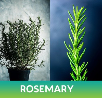 VELSUM Rosemary Organic Herb Shrub Plant Seed(50 per packet)