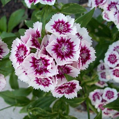 Aywal Dianthus Lemon Fizz Flower Seed(20 per packet)