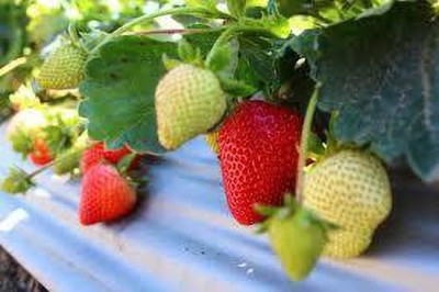 XOLDAA HYBRID STRAWBERRY FRUIT SEEDS Seed(151 per packet)