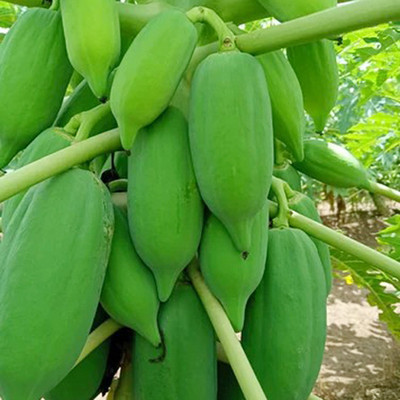 PLANTORISH Papaya Seed, P -300, Orgnic Fruit & Vegetable Seed, Papita seed, Pepe Hybird Seed(70 per packet)