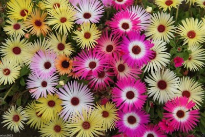 CYBEXIS Ice Seed - Gelato Mix - Dorotheanthus Bellidiformis- Livingstone Daisy Seed(50 per packet)