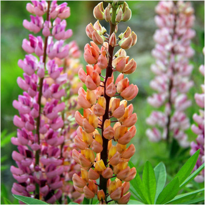 Biosnyg IAIR-75 Lupine Russell Mixture (Lupinus polyphyllus)-[50 Seeds] Seed(50 per packet)