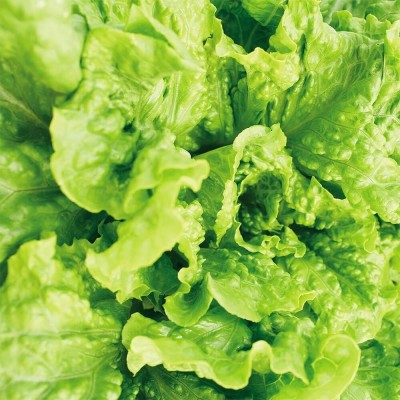 Qualtivate RES-2A Concept Green Lettuce Seeds Seed(300 per packet)