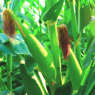 WILLVINE AGRI -VI Hybrid HQPM-2022 Corn -[250g] Seed(1000 per packet)