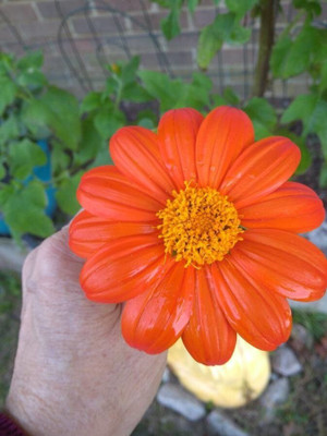 Quentova Tithonia Red Flower-KGF-8C Seed(75 per packet)