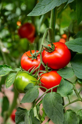 Unicosa Ayurveda tomato Seed(55 per packet)