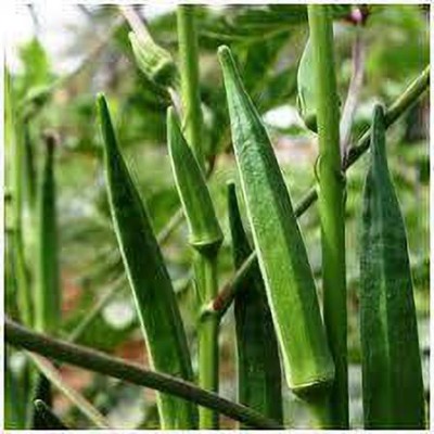 greenfarm Okra Seeds Bhindi , ladyfinger seeds Organic (800 seeds) green E250 Seed(800 per packet)