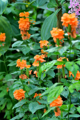 Klone kanakambaram-firecracker-crossandra Seed(24 per packet)