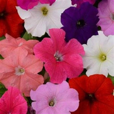 Aywal Petunia Multiflora Star Seed(80 per packet)